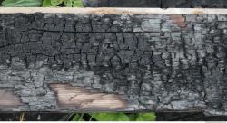 Burned Wood